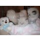 Ragdoll - Kater