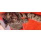 Ragdoll - Kater