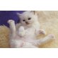 Ragdoll - Kater