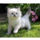 Ragdoll - Kater