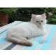 Ragdoll - Kater