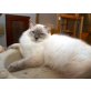 Ragdoll - Kater