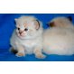 Ragdoll - Kater