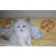 Ragdoll Kater Amerigo, Ragdoll - Kater