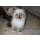 Ragdoll - Katze