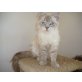 Ragdoll - Katze