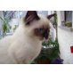 Ragdoll - Katze