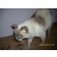 Ragdoll - Katze