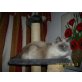 Ragdoll - Katze