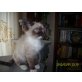 Ragdoll - Katze
