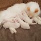 Ragdoll - Katze
