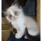 Ragdoll - Katze