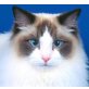 Ragdoll - Katze