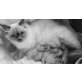 Ragdoll - Katze