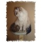 Ragdoll - Katze