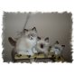 Ragdoll - Katze