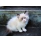 Ragdoll - Katze