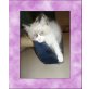 Ragdoll - Katze