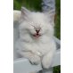 Ragdoll - Katze