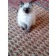 Ragdoll - Katze