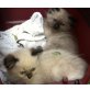 Ragdoll - Katze