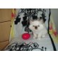 Ragdoll - Katze