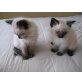 Ragdoll - Katze
