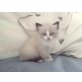 Ragdoll - Katze