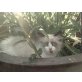 Ragdoll - Katze