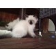 Ragdoll - Katze