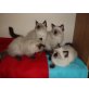Ragdoll - Katze