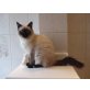 Ragdoll - Katze