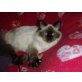 Ragdoll - Katze
