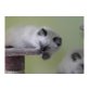Ragdoll - Katze
