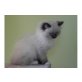 Ragdoll - Katze