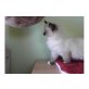Ragdoll - Katze