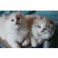Ragdoll - Katze