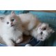 Ragdoll - Katze