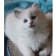 Ragdoll - Katze