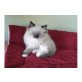 Ragdoll - Katze