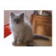 Ragdoll - Katze