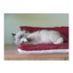 Ragdoll - Katze
