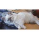 Ragdoll - Katze