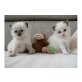 Ragdoll - Katze