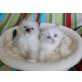 Ragdoll - Katze