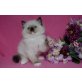 Ragdoll - Katze