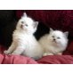Ragdoll - Katze