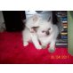 Ragdoll - Katze