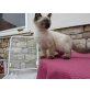 Ragdoll - Katze
