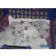 Ragdoll - Katze